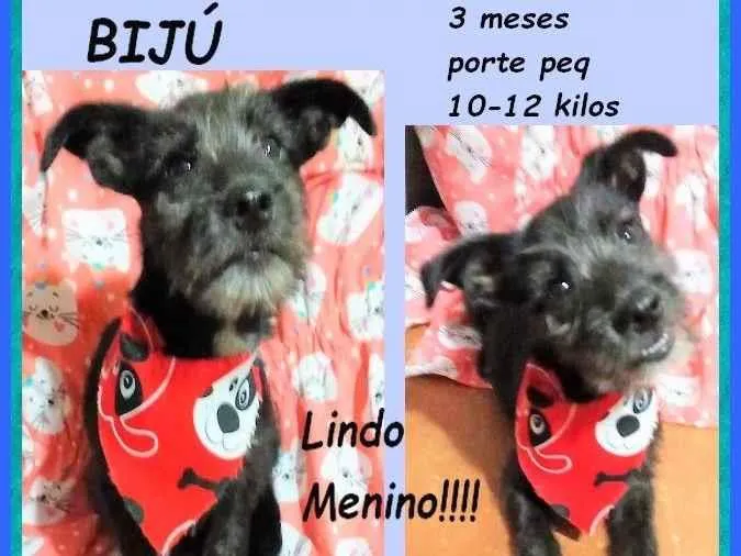 Cachorro ra a SRD-ViraLata idade 2 a 6 meses nome Bijú