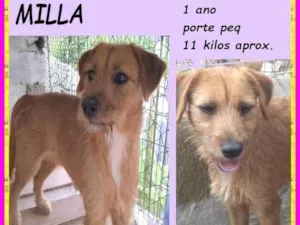 Cachorro raça SRD-ViraLata idade 1 ano nome Milla