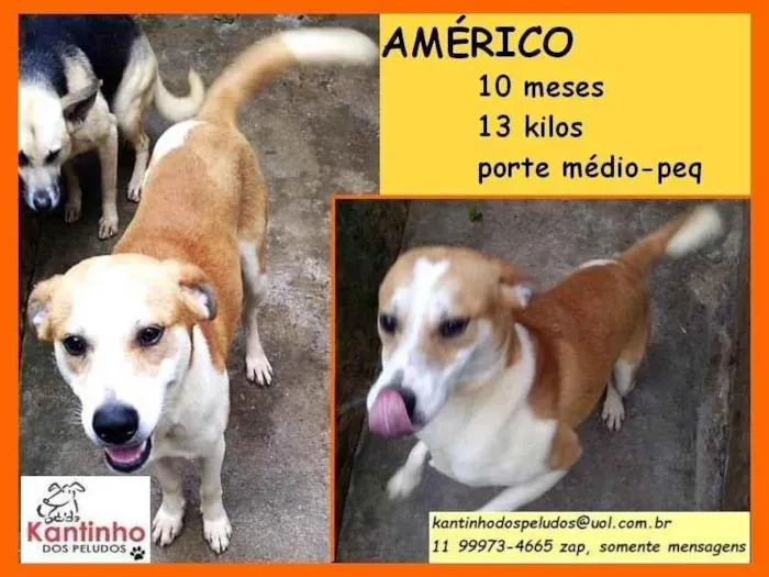 Cachorro ra a SRD-ViraLata idade 7 a 11 meses nome Américo