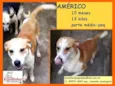 Américo