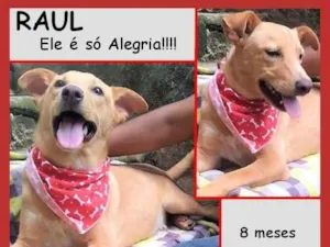 Cachorro raça SRD-ViraLata idade 7 a 11 meses nome Raul