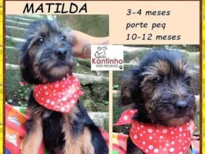 Cachorro raça SRD-ViraLata idade 2 a 6 meses nome Matilda