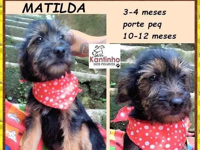Cachorro ra a SRD-ViraLata idade 2 a 6 meses nome Matilda