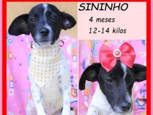 Cachorro raça SRD-ViraLata idade 2 a 6 meses nome Sininho