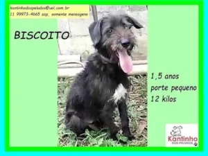 Cachorro raça SRD-ViraLata idade 1 ano nome Biscoito