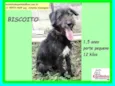Biscoito