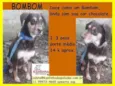 Bombom