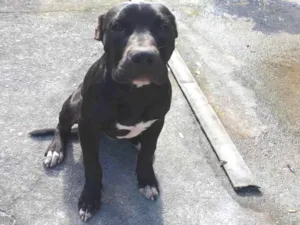 Cachorro raça Pit-Bull idade 2 a 6 meses nome Neguinho 