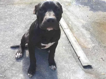 Cachorro raça Pit-Bull idade 2 a 6 meses nome Neguinho 