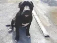 Neguinho