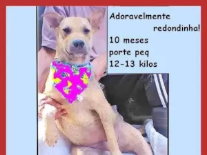Cachorro raça SRD-ViraLata idade 7 a 11 meses nome Bolota