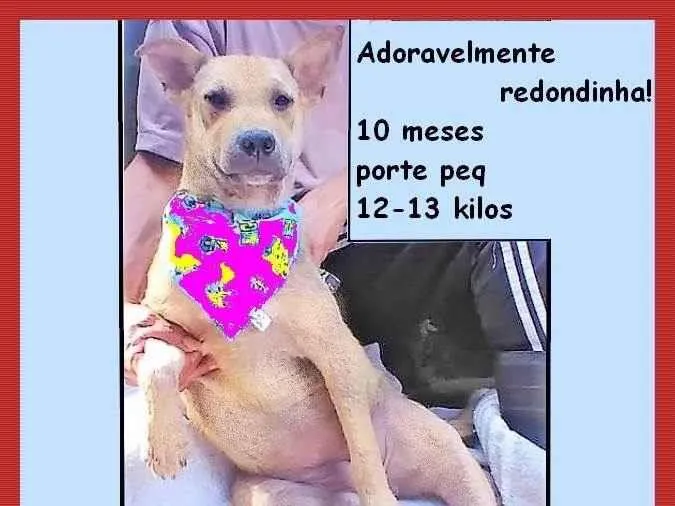 Cachorro ra a SRD-ViraLata idade 7 a 11 meses nome Bolota