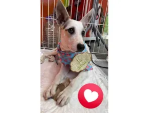 Cachorro raça SRD-ViraLata idade 2 a 6 meses nome Aurora 