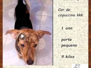 Cachorro raça SRD-ViraLata idade 1 ano nome Binho