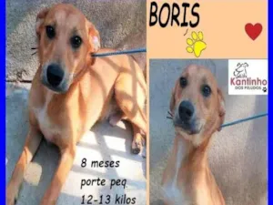 Cachorro raça SRD-ViraLata idade 7 a 11 meses nome Boris