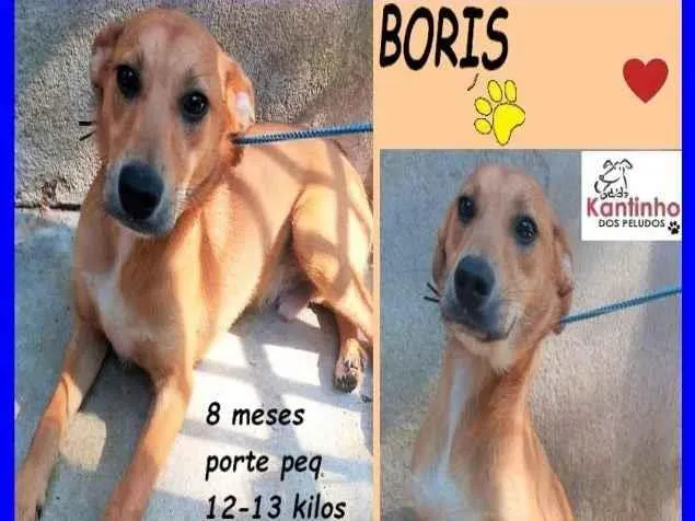 Cachorro ra a SRD-ViraLata idade 7 a 11 meses nome Boris