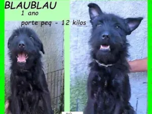 Cachorro raça SRD-ViraLata idade 1 ano nome BlauBlau