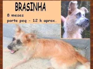 Cachorro raça SRD-ViraLata idade 7 a 11 meses nome Brasinha