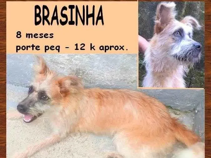 Cachorro ra a SRD-ViraLata idade 7 a 11 meses nome Brasinha