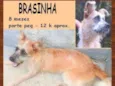 Brasinha