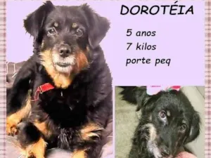 Cachorro raça SRD-ViraLata idade 5 anos nome Dorotéia