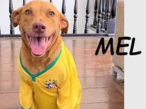 Cachorro raça Pit-Bull idade 5 anos nome Mel