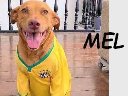 Cachorro ra a Pit-Bull idade 5 anos nome Mel