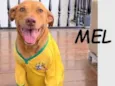 Mel