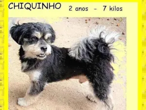 Cachorro raça SRD-ViraLata idade 2 anos nome Chiquinho