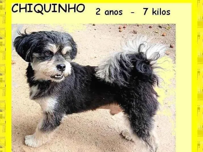 Cachorro ra a SRD-ViraLata idade 2 anos nome Chiquinho