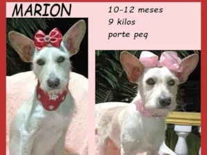 Cachorro raça SRD-ViraLata idade 7 a 11 meses nome Marion