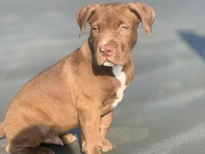 Cachorro raça Pit-Bull idade 2 a 6 meses nome Romeu 