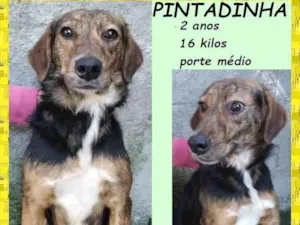 Cachorro raça SRD-ViraLata idade 2 anos nome Pintadinha