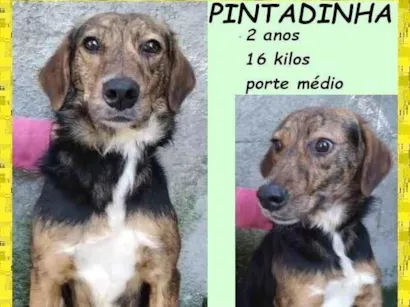 Cachorro raça SRD-ViraLata idade 2 anos nome Pintadinha