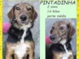Pintadinha
