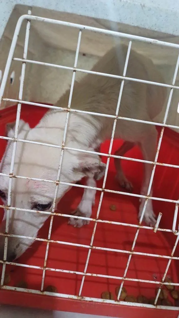Cachorro ra a SRD-ViraLata idade 7 a 11 meses nome Fêmea Urgente