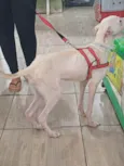 Fêmea Urgente