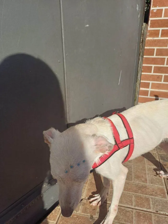 Cachorro ra a SRD-ViraLata idade 7 a 11 meses nome Fêmea Urgente