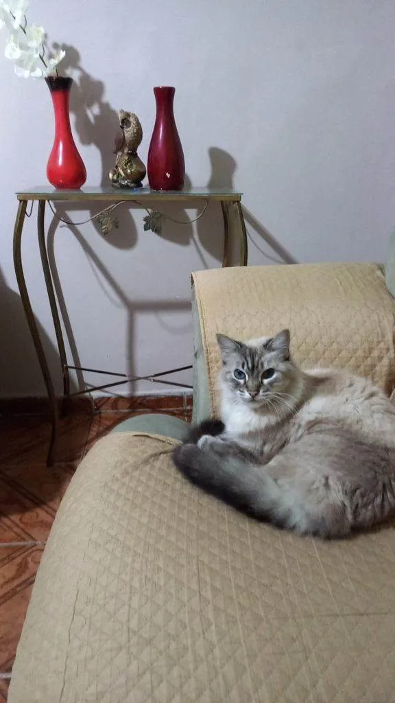 Gato ra a SRD-ViraLata idade 2 a 6 meses nome Porte P/M Urgente