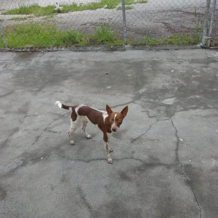 Cachorro ra a SRD-ViraLata idade 2 a 6 meses nome Porte P Urgente