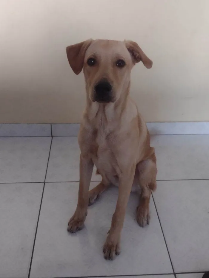 Cachorro ra a SRD-ViraLata idade 7 a 11 meses nome Adoção Urgente