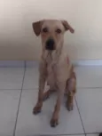 Adoção Urgente