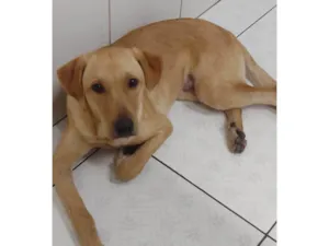 Cachorro raça SRD-ViraLata idade 7 a 11 meses nome Adoção Urgente