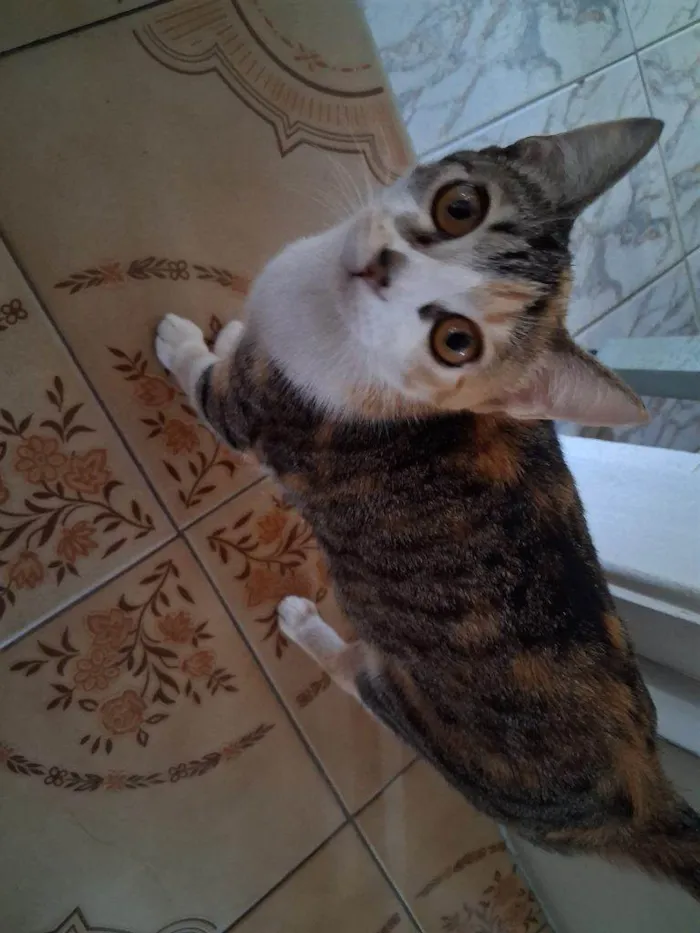 Gato ra a SRD-ViraLata idade 2 a 6 meses nome Adoção Urgente