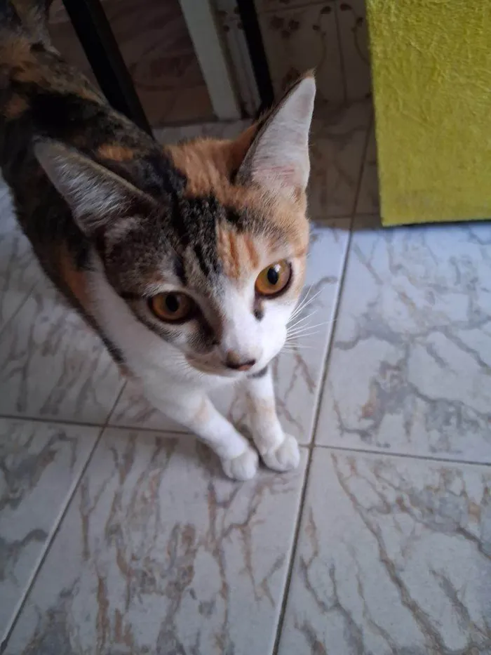 Gato ra a SRD-ViraLata idade 2 a 6 meses nome Adoção Urgente