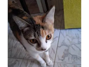 Gato raça SRD-ViraLata idade 2 a 6 meses nome Adoção Urgente