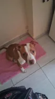 PitBull Urgente