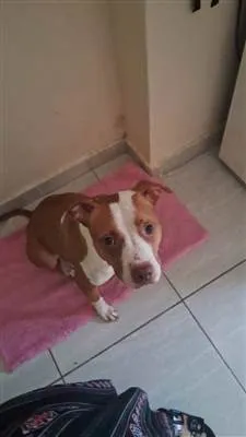 Cachorro raça Pit-Bull idade 7 a 11 meses nome PitBull Urgente