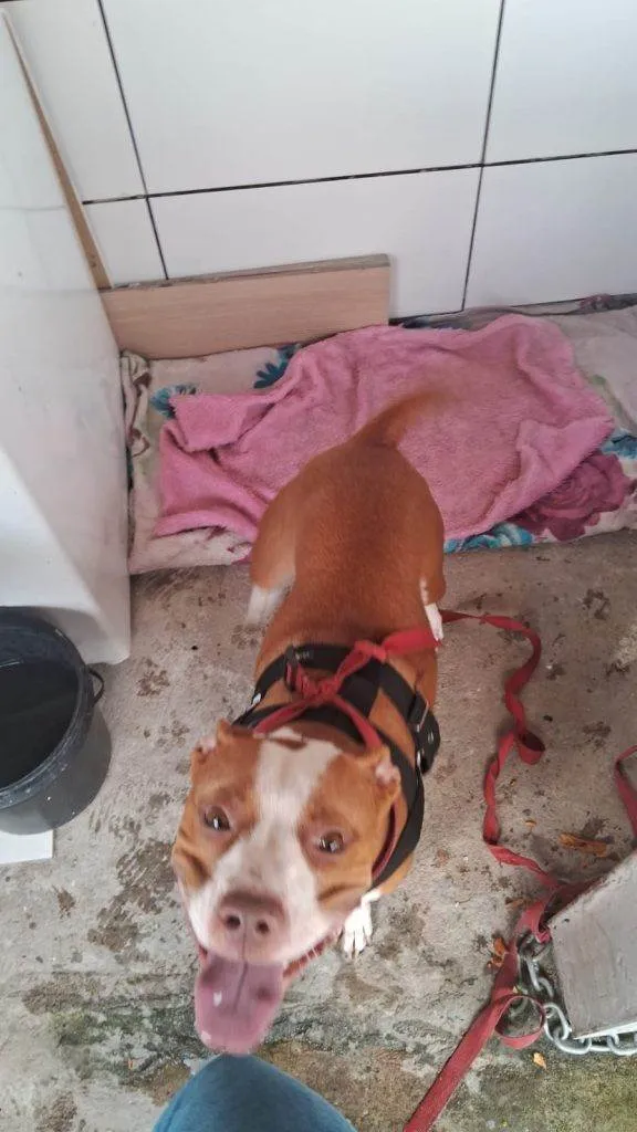 Cachorro ra a Pit-Bull idade 7 a 11 meses nome PitBull Urgente
