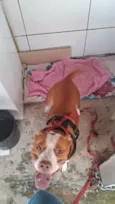 PitBull Urgente